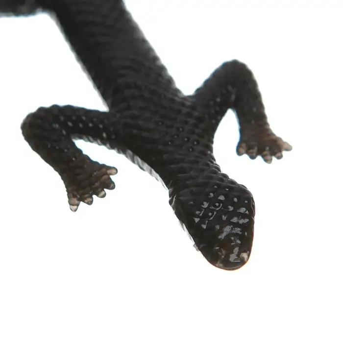 Липучка «Гады», виды МИКС Липучка «Гады», виды МИКС