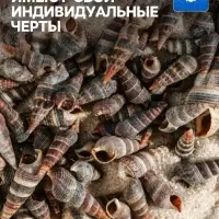 Набор ракушек Батиллярия, 100 г