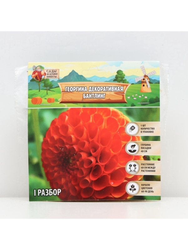 Георгина Декоративная BANTLING, клубелуковица в упаковке, р-р I, 1 шт.