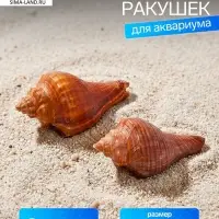 Ракушка декоративная, длина 5-6 см, ширина 4 см