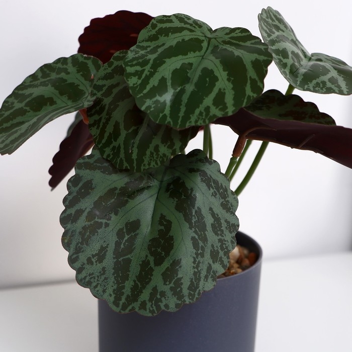 Бонсай в горшке Бонсай в горшке "Бегония декоративная" 7х15 см