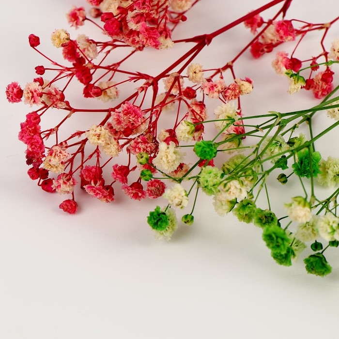 Набор сухоцветов «Гипсофилы» Набор сухоцветов «Гипсофилы»