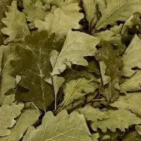 Веник для бани &laquo;Элитный&raquo;, дубовый, 55 см, с обмотанной ручкой, &laquo;Добропаровъ&raquo;