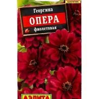 Семена цветов Георгина Опера фиолетовая, Ц/П,7 шт. Семена цветов Георгина Опера фиолетовая, Ц/П,7 шт.