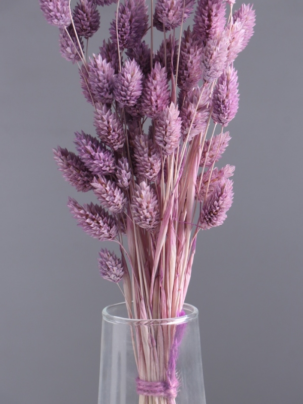 Набор сухоцветов "Фаларис", банч длина 55 (+/- 6 см), сиреневый