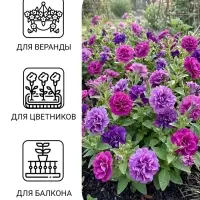 Семена Цветов Петуния махровая &laquo;Дуо Горная лаванда&raquo;, F1, Premium seeds