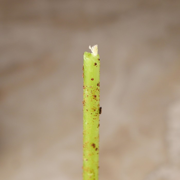 Свеча магическая восковая  Свеча магическая восковая "Достижение", с гвоздикой, 16х0,6 см, зеленый