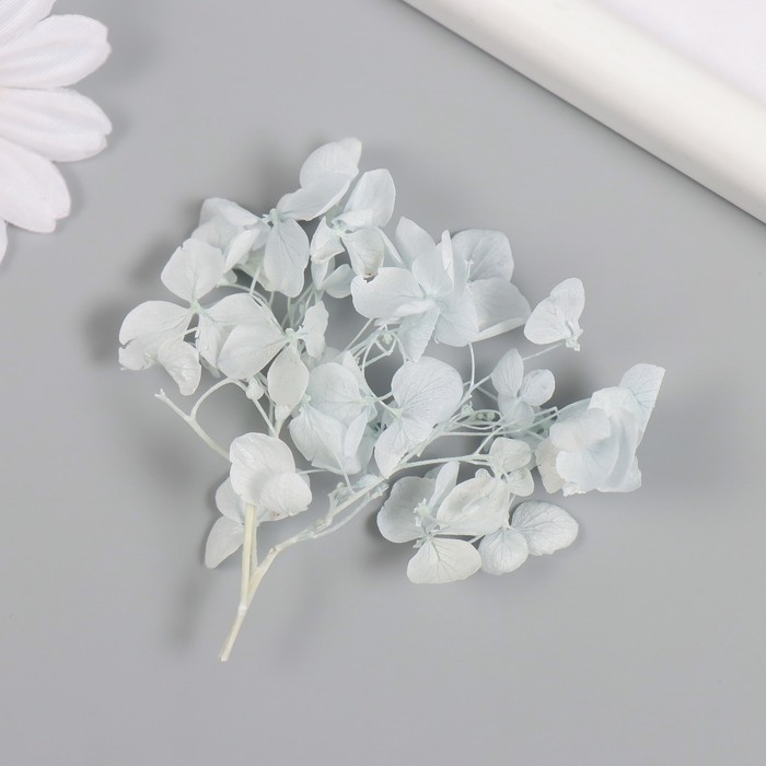 Сухоцвет Сухоцвет "Гортензия" нежно-голубой h=6-6,5 см