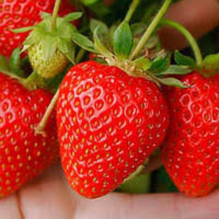 Рассада Земляники круноплодной (клубники) ФРИГО Сирафин (Cirafine) A (9-15 мм), P9 Горшок Рассада Земляники круноплодной (клубники) ФРИГО Сирафин (Cirafine) A (9-15 мм), P9 Горшок