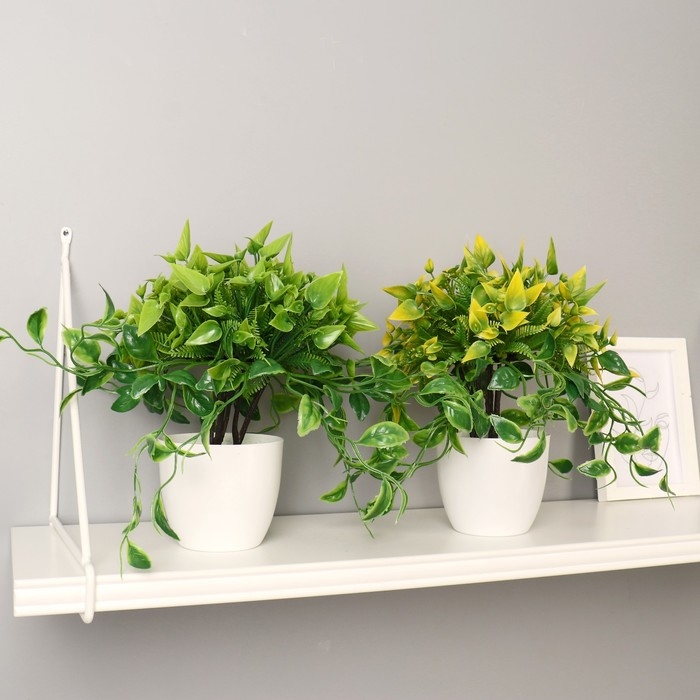 Бонсай Бонсай "Эпипремнум" 9х25 см, микс