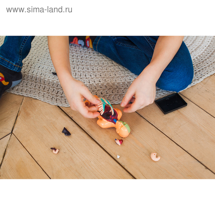 Набор для опытов «Анатомия человека» Набор для опытов «Анатомия человека»