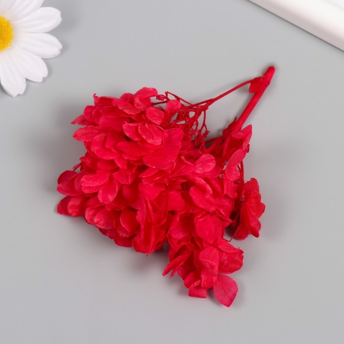 Сухоцвет Сухоцвет "Гортензия" красный h=6-6,5 см