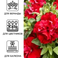 Семена цветов Петуния &laquo;Двойной каскад&raquo;, F1, валентина, 5 шт., PanAmerican, &laquo;АЭЛИТА&raquo;