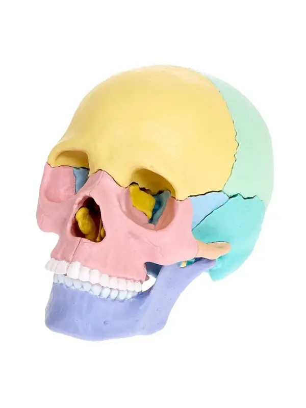 Набор для опытов &laquo;Череп человека&raquo;, анатомическая модель