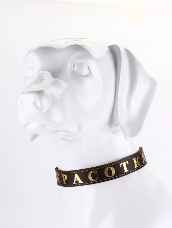 Ошейник &laquo;Красотка&raquo;, 60&times;2.5 см, однослойный, тиснение фольгой, кожа, цвет МИКС