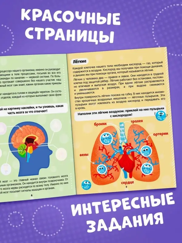 Наклейки &laquo;Как устроено моё тело&raquo;, 16 стр.