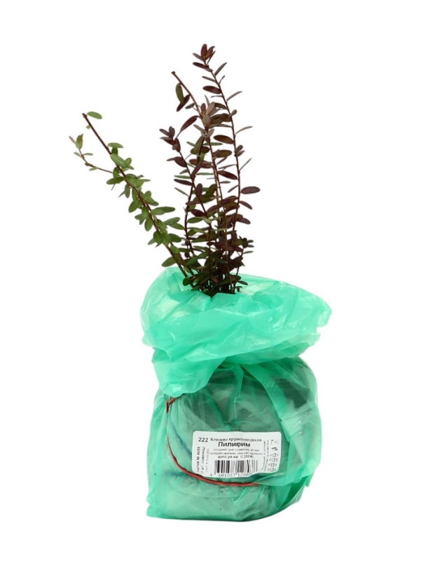 Клюква крупноплодная (Серия Северный Сад) Клюква крупноплодная (Серия Северный Сад) "Пилигрим" 1 шт, туба, Весна 2025