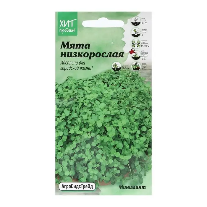 Семена Мята  Семена Мята "для выращивания в контейнере", 3 шт