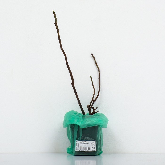 Инжир Инжир "Айс Кристал", 1 шт, туба, Весна 2025