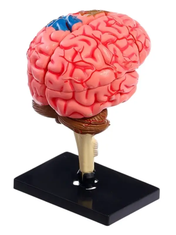 Набор для опытов &laquo;Строение мозга&raquo;, анатомическая модель