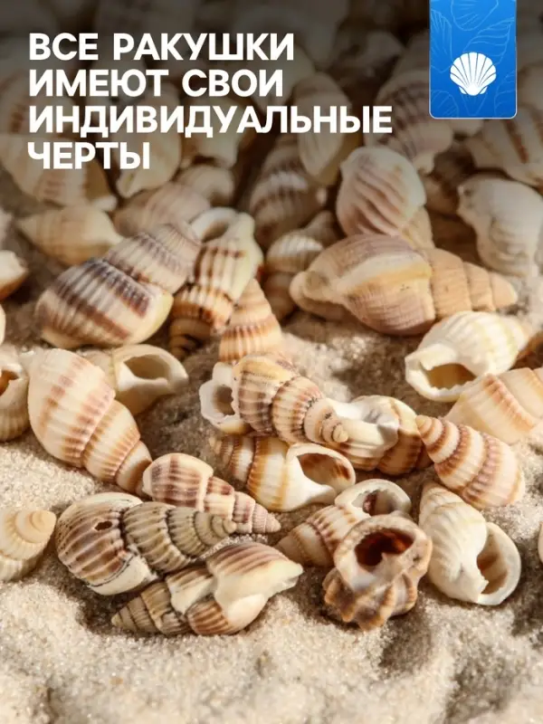 Набор ракушек 100 г