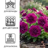 Семена цветов Петуния &laquo;Бургунди Каскадная&raquo;, F1, махровая, 7 шт., &laquo;Семена Алтая&raquo;