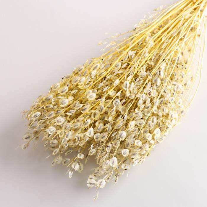 Набор сухоцветов "Монетник", банч длина 60 (+/- 6 см), выбеленный