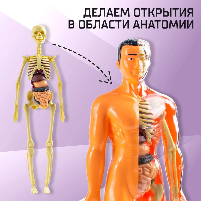 Набор для опытов «Строение тела», анатомия человека Набор для опытов «Строение тела», анатомия человека