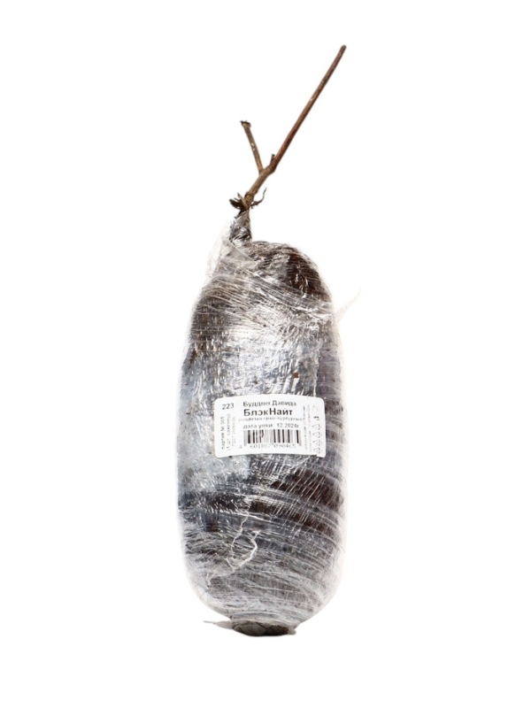 Буддлея Давида «Блэк Найт», саженец, туба, 1 шт. Буддлея Давида «Блэк Найт», саженец, туба, 1 шт.