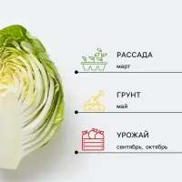 Семена Капусты белокочанной &laquo;Колобок&raquo;, F1, 10 шт., &laquo;Гавриш&raquo;