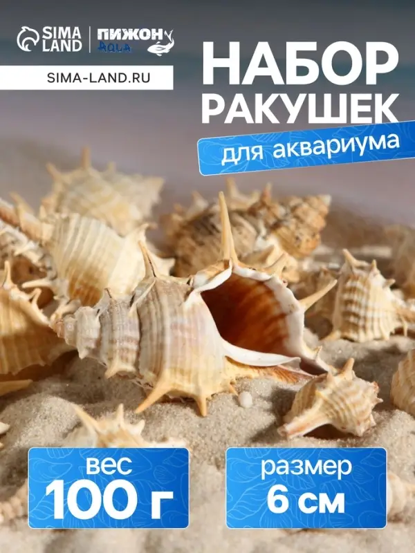 Набор ракушек Мурекс Трапа, 100 г
