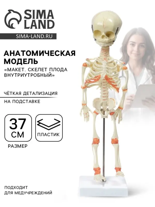 Анатомическая модель &laquo;Макет. Скелет плода внутриутробный&raquo;, 37 см