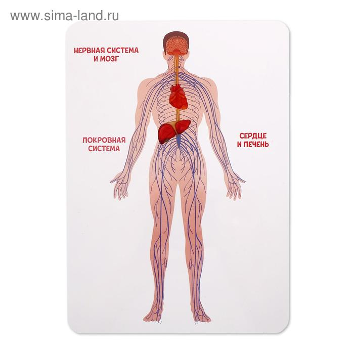 Набор для опытов «Строение человека», 10 обучающих карточек Набор для опытов «Строение человека», 10 обучающих карточек