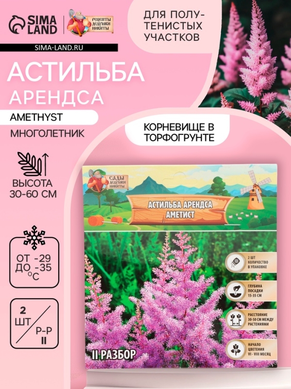 Астильба Арендса Amethyst многолетник, корневище в торфогрунте, р-р II, 2 шт.