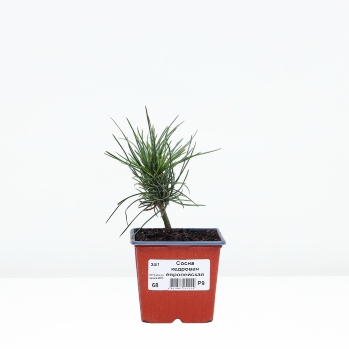 Сосна кедровая европейская Сосна кедровая европейская "Цембра", Р9, Весна 2024