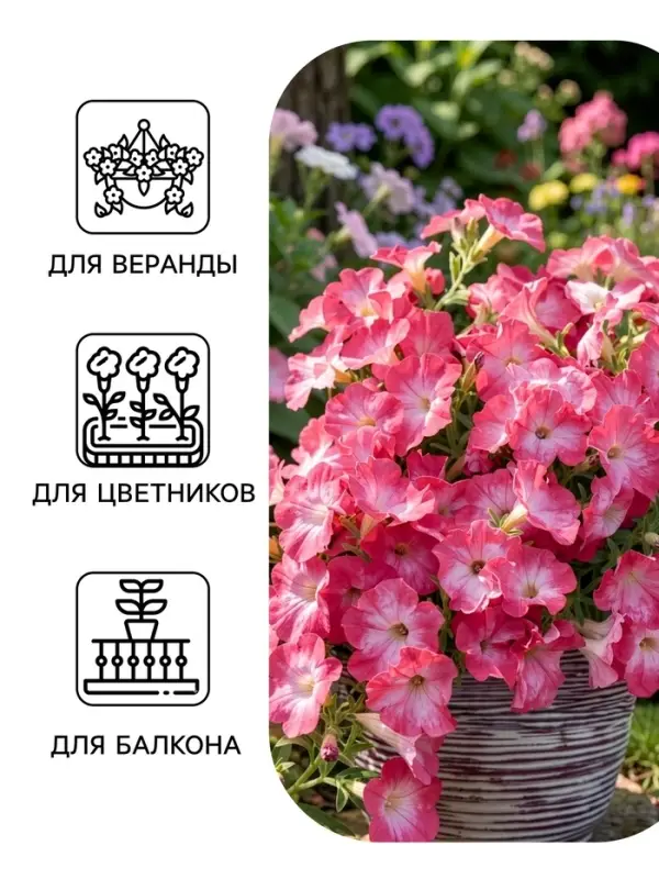 Семена цветов Петуния &laquo;Нуволари&raquo; F1, дасти морн, полуампельная, 5 шт.