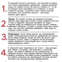 Семена Тыква мускатная "Прикубанская", 2 г