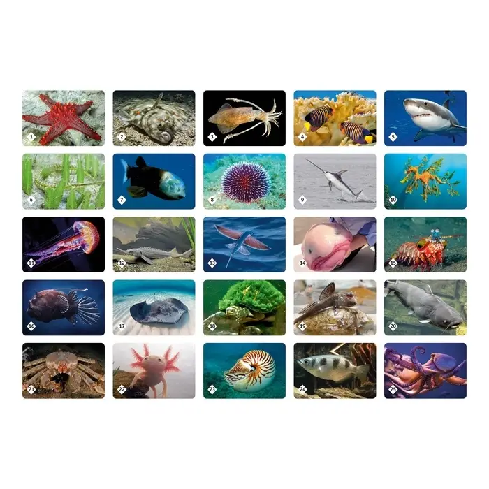 Настольная игра &laquo;Мемо. Подводный мир&raquo;