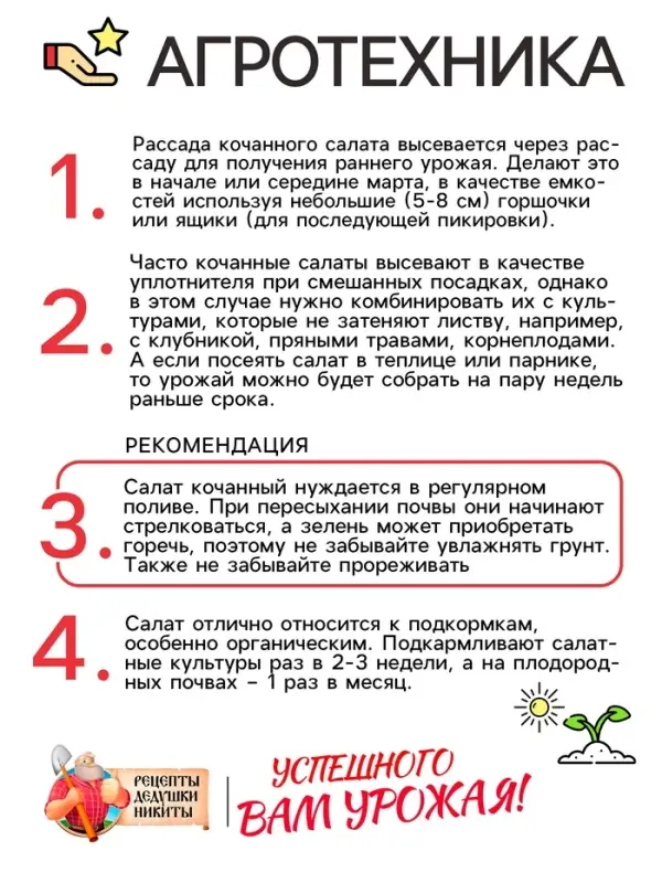 Семена Салат кочанный  Семена Салат кочанный "Всесезонка", 0,5 г