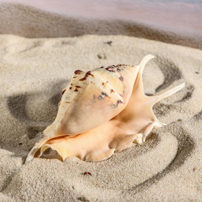 Ракушка декоративная, 7-11 см Ракушка декоративная, 7-11 см