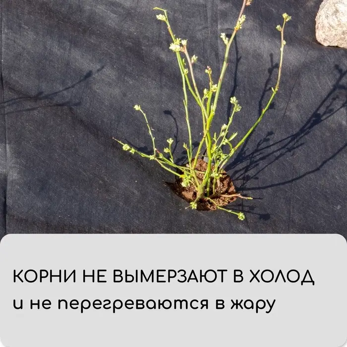 Материал мульчирующий, с перфорацией (4 ряда), 20&times;1.6 м, плотность 80 г/м&sup2;, спанбонд с УФ-стабилизатором, чёрный, Greengo, Эконом 30%