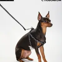 Шлейка с поводком &laquo;Жираф&raquo;, ширина 1 см, поводок 120 см, шлейка 23-35 см, чёрная, белая