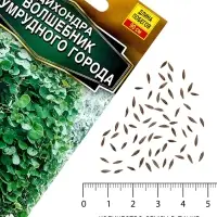 Семена цветов Дихондра &laquo;Волшебник Изумрудного города&raquo;, 3 шт.