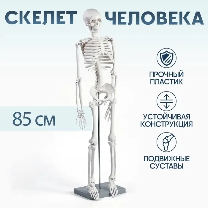Анатомическая модель &laquo;Макет скелета взрослого человека&raquo;, 85 см