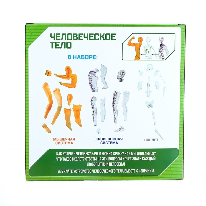 Научный опыт «Человеческое тело» Научный опыт «Человеческое тело»
