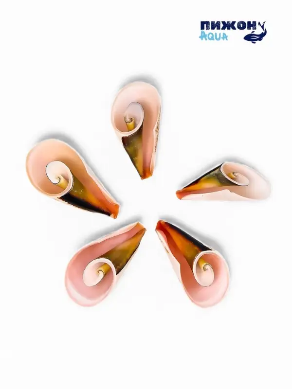 Набор ракушек декоративных, длина 4 см, 5 шт.