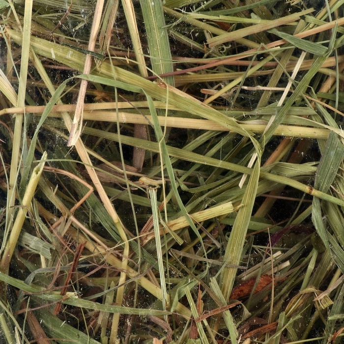 Сено с овощами «Пижон» для грызунов, 20 л, 500 г Сено с овощами «Пижон» для грызунов, 20 л, 500 г