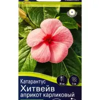 Семена цветов Катарантус Хитвейв априкот карликовый  Спецсерия Hem Genetics, Ц/П,5 шт.