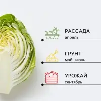 Семена Капуста белокочанная &laquo;Тёща&raquo;, F1, 0.5 г, &laquo;СеДеК&raquo;
