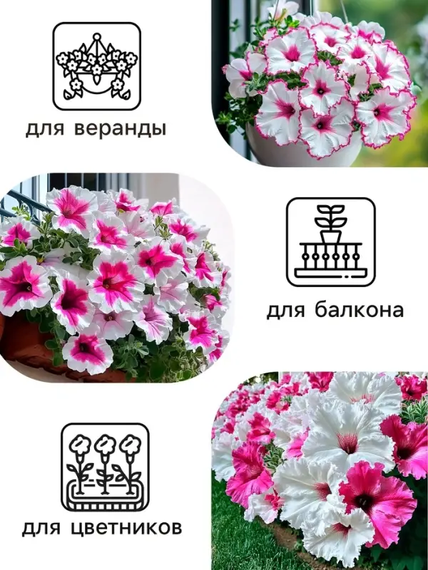 Семена цветов Петуния "Яромнерже", 5 шт.